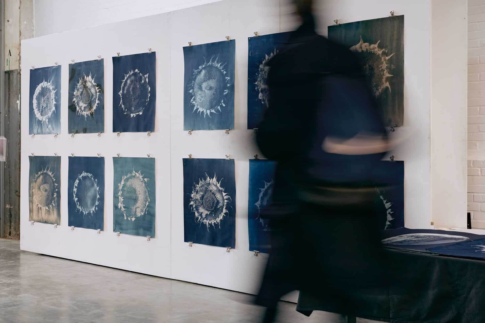 Photographic blue-prints of sunflowers expositie door Pim Leenen